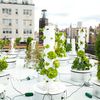 Lettuce Grown On A NYC Roof Tastes Of "Exhaust Fumes" (And Other Dining Reviews)